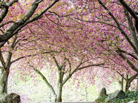 Cherry Blossom Trees Begin To Bloom At Brooklyn Botanic Garden