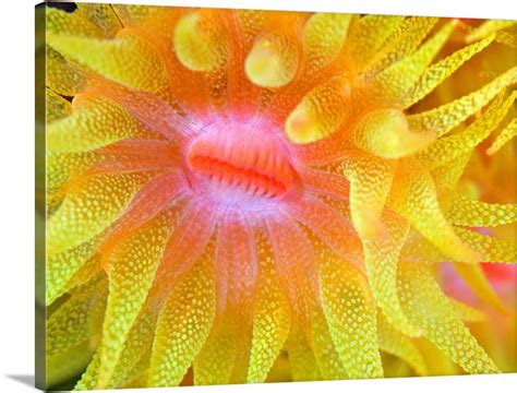 Yellow Cup Coral Tubastraea Sp Wall Art Canvas Prints Framed