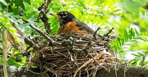 Do Birds Reuse Their Nests Lyric Wild Bird Food