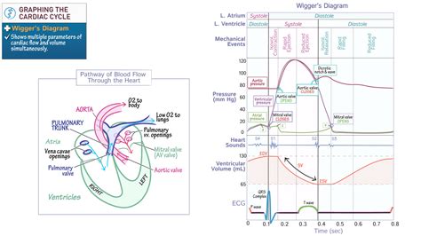 Wiggers Diagram Explained