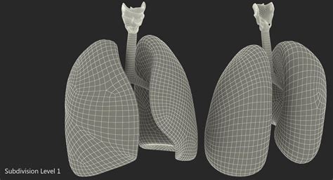 Lung Anatomy 3d 3d Molier International