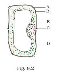 During the g2 phase, proteins are synthesised in preparation for mitosis while cell. NCERT Exemplar Class 8 NCERT Exemplar Science Solutions ...