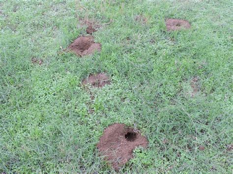 Gophers And Moles Wise