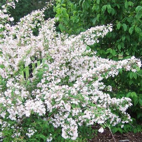 Small Flowering Trees Zone 5 Full Sun Lavender Twist Redbud