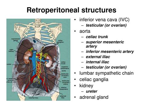Retroperitoneal Organs Of Abdomen Images And Photos Finder