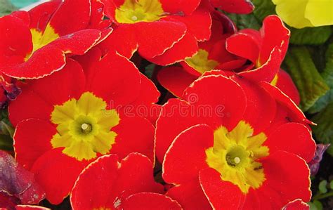 Red Primrose Stock Image Image Of Ecology Close Flora 94130009