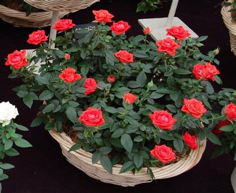 Rosa Spp Rosaceae Miniature Rose Benefits Care