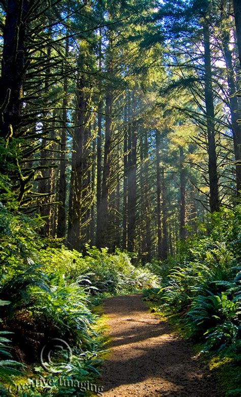 Oregon Forest Landscape Photography Hiking Oregon Nature Etsy