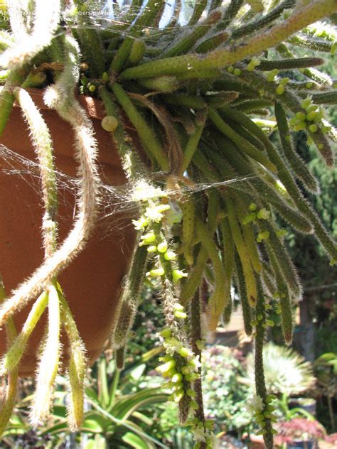 When to water and how much? are perhaps the most pressing questions new growers have when transplanting cacti seedlings. PlantFiles Pictures: Mouse Tail Cactus (Rhipsalis ...