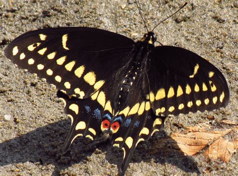 Swallowtail Butterfly Identification A Quick And Easy Guide To North American Species With