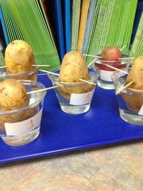 Can you eat nectarine seeds? How can you grow a potato plant without a seed? Science ...