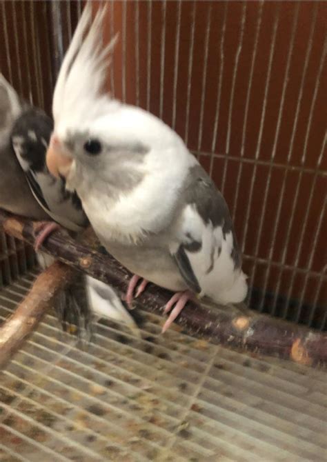 Maybe you would like to learn more about one of these? Whiteface pied Cockatiel for sale in Houston, TX - 5miles ...