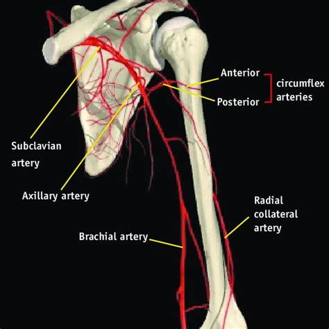 Posterior Circumflex Humeral Artery Download Scientific Diagram