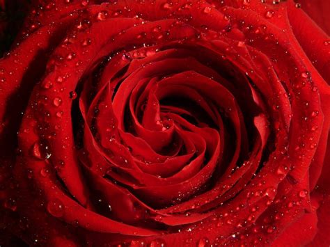 Les Plantes La Rose Rouge Claire Thomas Medium Karmathérapeute