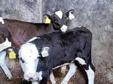 Beef Cattle Ads For Sale In Mayo Donedeal