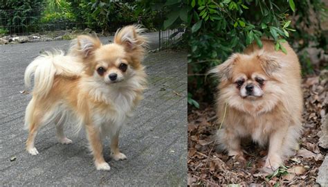 Though natural hunters, field spaniels do often require that first bird before they fully tune into the hunt. Tibetan Spaniel vs Long Haired Chihuahua - Breed Comparison