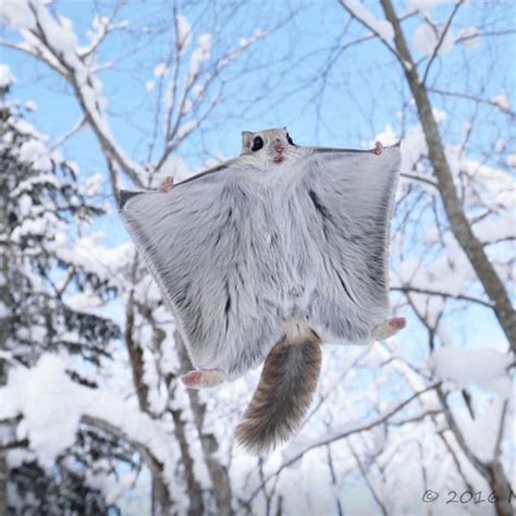 Siberian Flying Squirrel Pteromys Volans Found From The Baltic Sea In