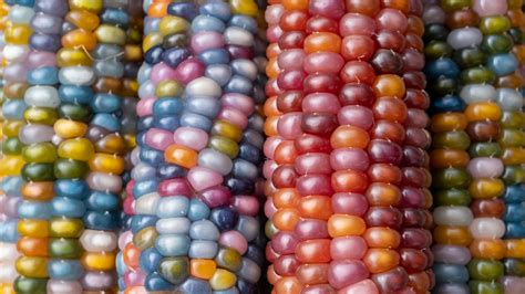 What Is Glass Gem Corn And Why Is It So Colorful