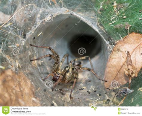 Funnel Web Spider By Nest Italy Stock Photo Image Of Arachnid