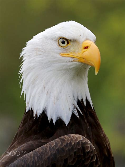 Bald Eagle 500px Haliaeetus Leucocephalus Balding Bald Eagle Stock