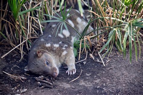 Quoll Facts Critterfacts