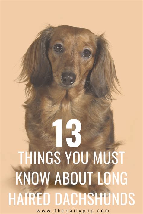 13 Things You Need To Know About Long Haired Dachshunds Long Haired