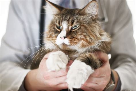 Cat Infected With Feline Herpesvirus Viral Rhinotracheitis Or