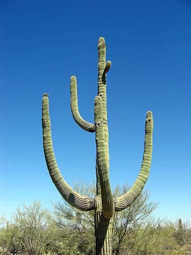 Cactus Names In The Sahara Desert Desert Cacti Live In Arid Regions