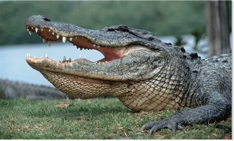 Woman Killed By Alligator While Walking Her Dog In Hilton Head Island