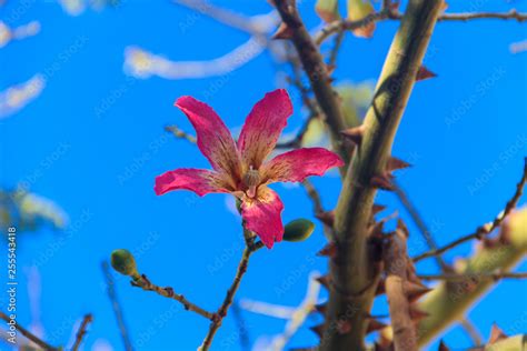 Pink Flower Of The Silk Floss Tree Ceiba Speciosa Formerly Chorisia