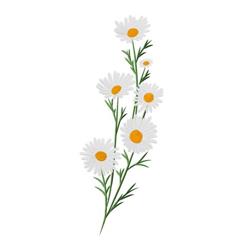 Hand Drawn Daisy Flower Daisies Flower Daisies Illustration Png