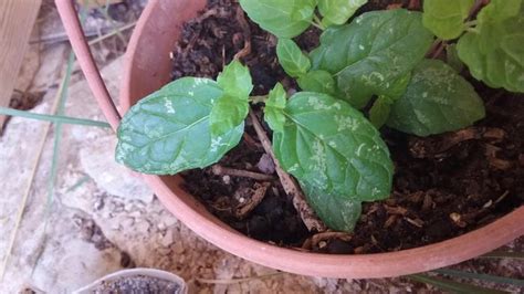 However, you can see them easily with a 10x. White spots on mint leaves (gardening for beginners forum ...