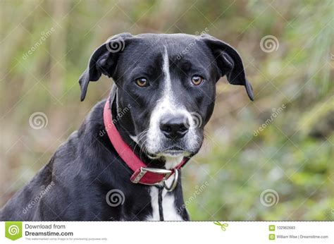 Black Labrador Hound Mixed Breed Dog Stock Image Image