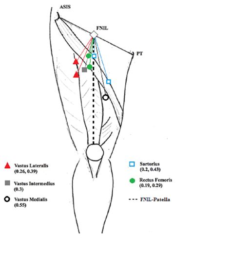 Cureus The Relative Location Of The Major Femoral Nerve Motor Branches In The Thigh