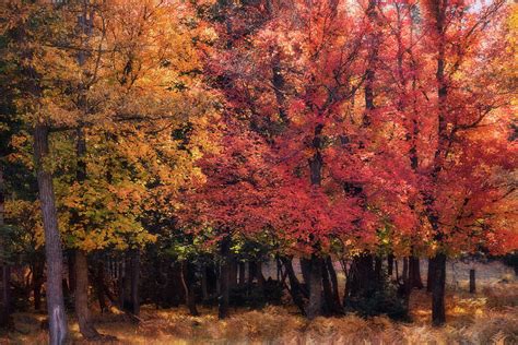 Autumn Maple Forest Photograph By Saija Lehtonen Fine Art America