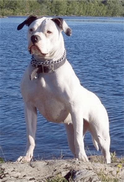 Questa razza può facilmente dominare, grazie alle loro grandi dimensioni e resistenza nella fossa, che li ha sempre. Le razze di cani da combattimento: le più diffuse e vietate