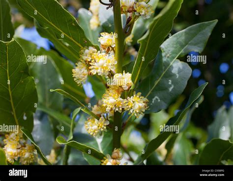 Bay Laurel Blossom Laurus Nobilis An Aromatic Evergreen Tree Stock