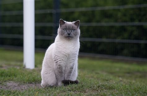 Birman Cat Vs Balinese Cat Main Differences With Pictures Catster