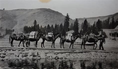 Postcard Id Stites Idaho 1910 1915 Rppc Horses Cowboy Real Photo