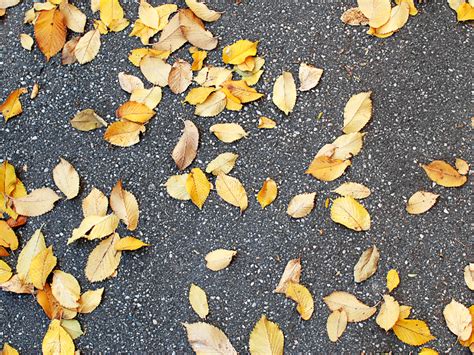 Autumn Leaves On Asphalt Free Texture Nature Grass And Foliage