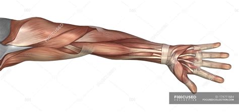 Muscle Anatomy Of The Human Arm — Computer Artwork Physiology Stock
