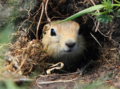 Prairie Dog Burrow