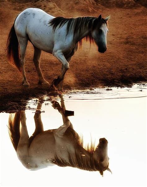 Quiet Reflection Photo By Ron Mcginnis Horses Pretty Horses Horse