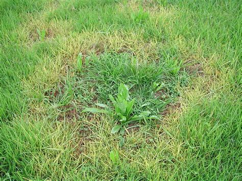 5 Best Fungicides For Lawns Prevent And Control Turf Fungal Diseases 2022