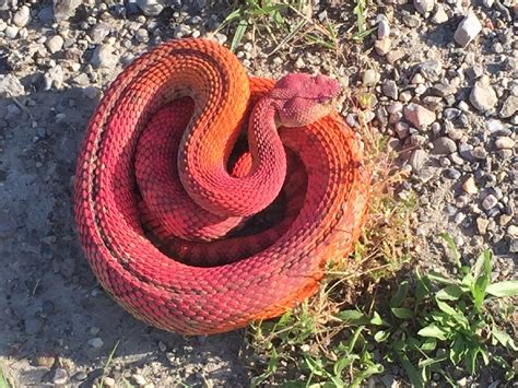 Discovered Pink Snake A Likely Product Of Construction Crew Prank Kutv