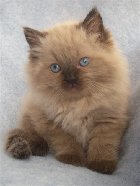 Brown Ragdoll Kittens For Sale Animal Protective League