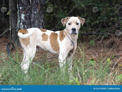 American Bulldog Is A Mix Of What Breeds