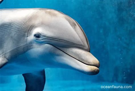 Dolphin Brain Vs Human Brain Key Differences Explained Ocean Fauna