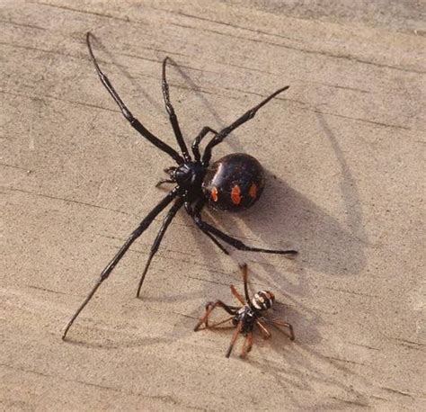 Black widow (and brown widow) spider bites are known to cause severe pain and muscle cramping, especially in the abdomen and back. ¿Cómo puedes saber la diferencia entre una araña macho y ...