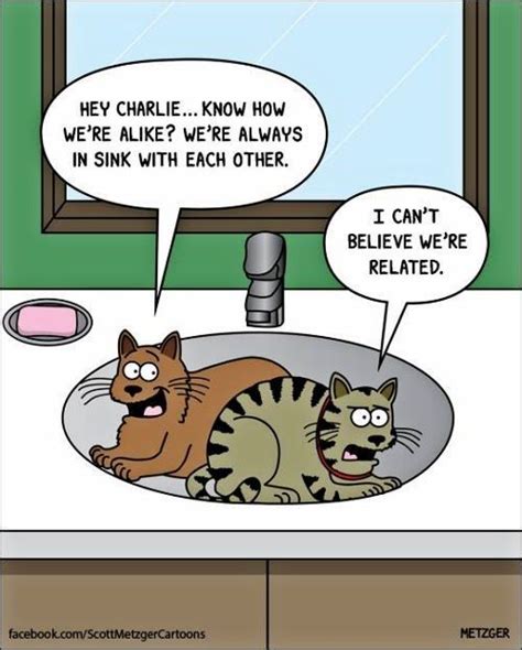 Witty Feline Comics For A Purrfect Sunday Cat Jokes Funny Cats